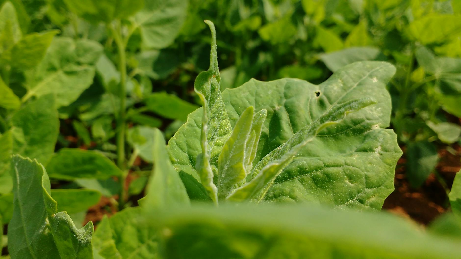 Ένα σενάριο τατουάζ στον καρπό με το όνομα ενός αγαπημένου προσώπου